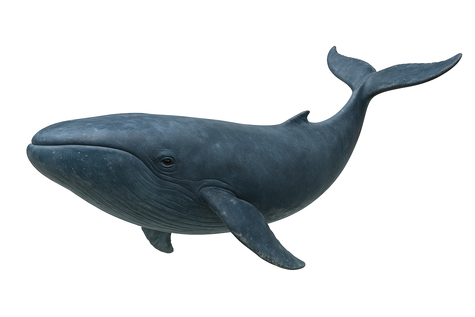 Ballena